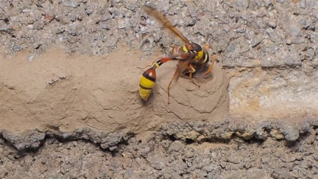 VDO. a Yellow Mud Dauber take the mud making the nest on brick wall.