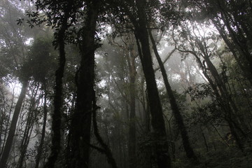 trees in the morning