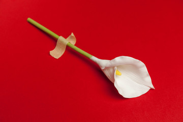 Calla flower with sticky tape isolated on flat lay red background. Minimal spring wedding or birthday gift card. Tropical floral delicate celebration decor.
