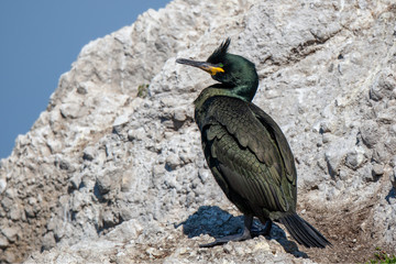 European Shag, (Phalacrocorax aristotelis) in its natural habitat.