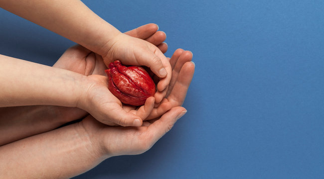 Heart transplant, hands holds organ on blue background. Coronary surgery, care for organ.