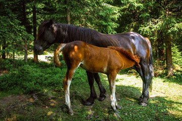 Little colt drinking milk of horse mother in Carpathians