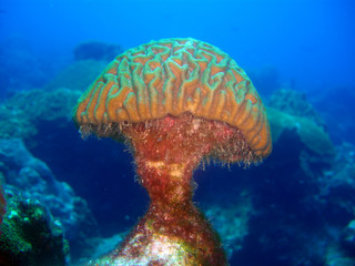 Coral Head