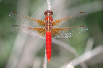 Red Dragonfly