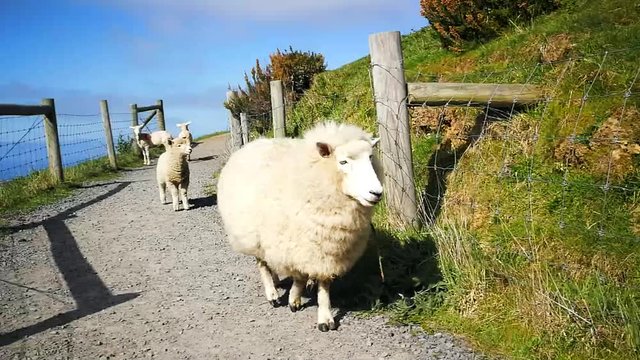 Mother Sheep With Baby Lamb 