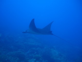 Manta Ray