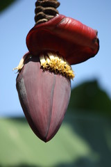 Banana Flower