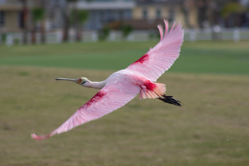 Roseate Spoonbill