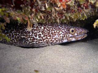 Spotted Moray Eel