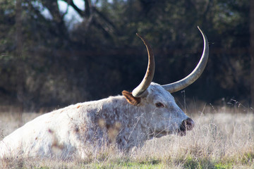 Texas Longhorn