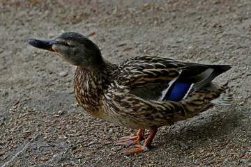 female mallard duck