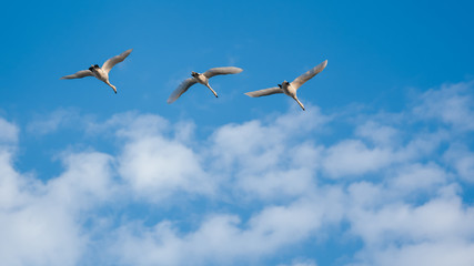Flying swans 