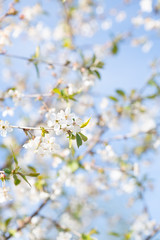 flowering cherry branches against a blue sky