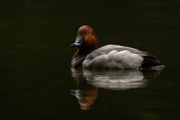 Redhead duck reflection at sunset