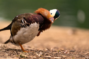 Mandarin duck