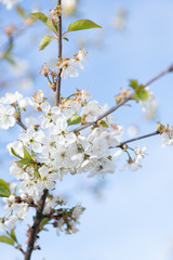 flowering cherry branches against a blue sky