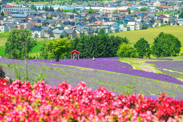 Scenic Landscape of Lavender Field blooming on HillSide in Summer at Hinode Park, Furano, Hokkaido, Japan
