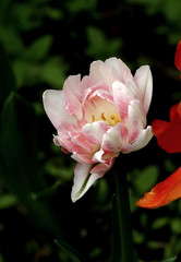 Obraz premium pink rose flower