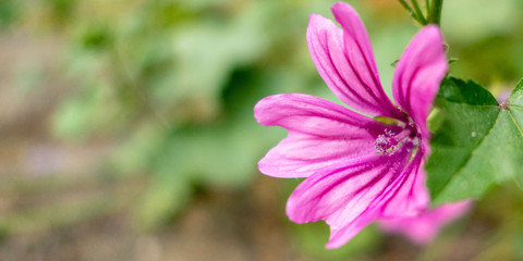 violet colored wild flower in the meadows, blurred background