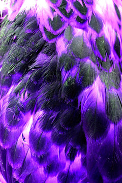 Full Frame Shot Of Purple Feathers