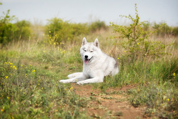 Naklejka na ściany i meble A portrait of a young grey and white Siberian husky male dog with closed eyeys. He is lying down and enjoying resting. There is a lot of greenery, yellow flowers around him. The sky is grey..