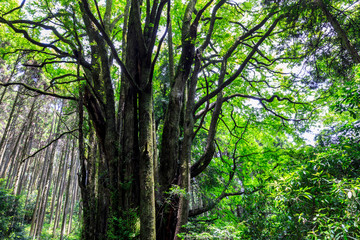 下合瀬の大カツラ