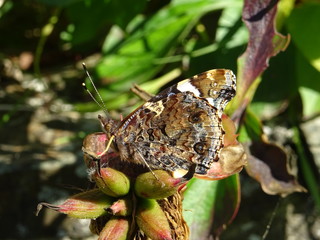 Papillon des champs