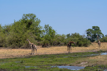 Giraffe in the dry season in the Okavango Delta, Botswana