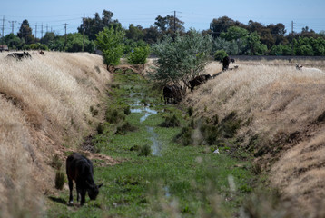 Fototapeta na wymiar Cows in a dry creek