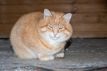 Fototapeta premium A phlegmatic fat ginger cat with green eyes sits on a rustic floor. The idea of calm, detachment, peace