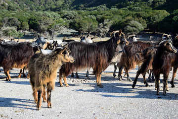herd of semi-wild goats at Kipos beach in Samothrace island, Samothraki, Greece, Aegean sea