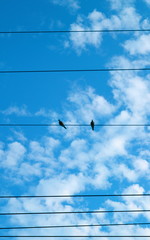 Two pigeons sticking on an electrical line.