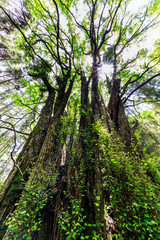 下合瀬の大カツラ