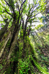 下合瀬の大カツラ