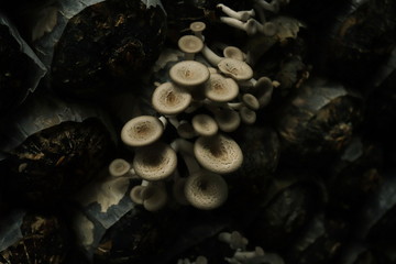 A mushroom growing in a bush
