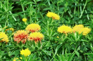 赤くなりかけの紅花