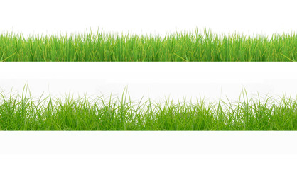 Green Grass Border isolated on white background.The grass is native to Thailand is very popular in...