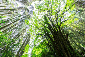 下合瀬の大カツラ