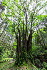 下合瀬の大カツラ