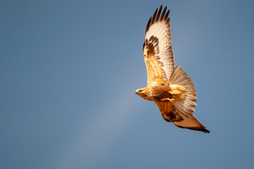 Long-legged Buzzard, (Buteo rufinus) bird in the natural habitat.