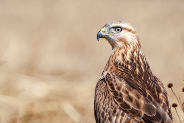 Long-legged Buzzard, (Buteo rufinus) bird in the natural habitat.
