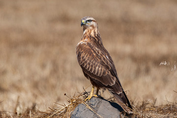 Long-legged Buzzard, (Buteo rufinus) bird in the natural habitat.