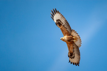 Long-legged Buzzard, (Buteo rufinus) bird in the natural habitat.