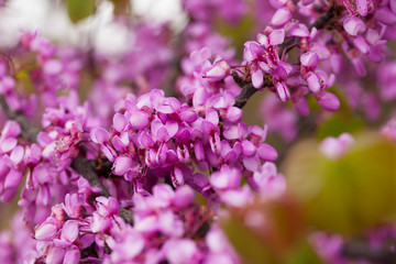 Fototapeta premium Blossoming of purple cercis siliquastrum in meadows of Europe
