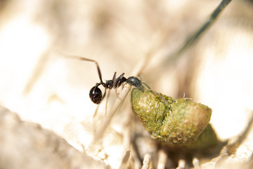 Ant looking for food to take to the anthill