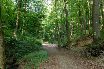 Pathway in the forest with sunlight backgrounds in a suburban recreational and relaxing location in the Bratislava Forest Park