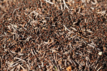 lots of red and black ants in an ant hill