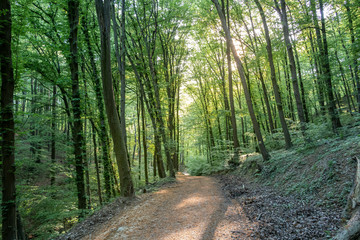 Path through the forest in a suburban recreational and relaxing location in the Bratislava Forest Park