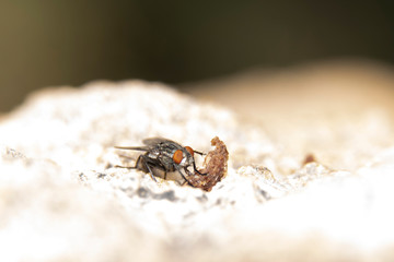 Common house fly in habitable environments located in an open  open.   
 In spring this insects make their appearance in all social  and human settings 