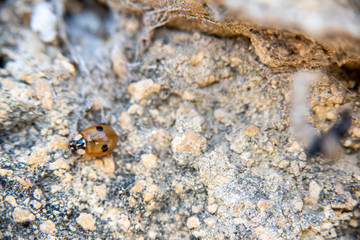 two-point buglady soloing through a clear rocky space in the field